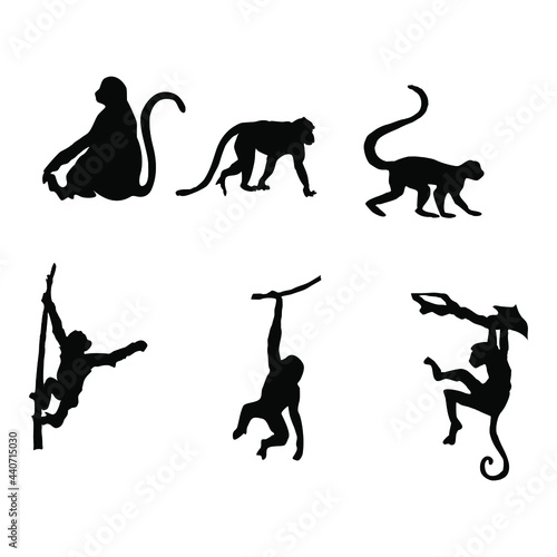 Photography silhouettes of monkey animals