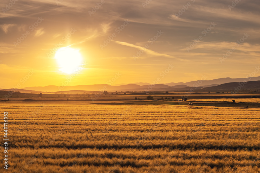 Sunset over golden wheat field