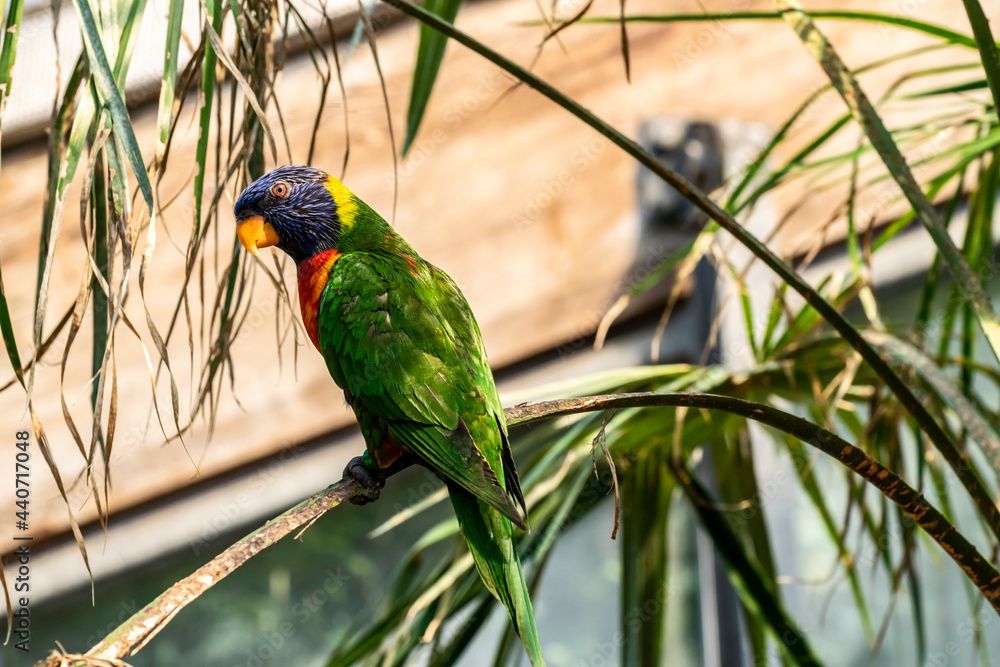 Obraz premium The rainbow Lorikeet parrot (Trichoglossus moluccanus) on a palm branch in a tropical park. Exotic beautiful multicolored birds at the zoo Avifauna in the Netherlands. Tropical summer.