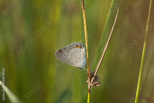 Butterfly on Nature Place