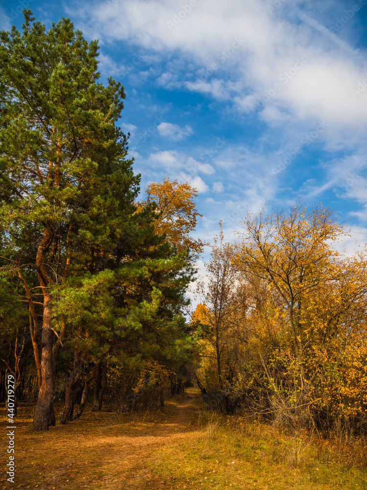 Autumn October forest landscape. A path in the forest between pines and deciduous trees with yellow autumn leaves.