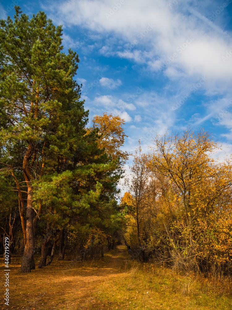Autumn October forest landscape. A path in the forest between pines and deciduous trees with yellow autumn leaves. Autumn October forest landscape. A path in the forest between pines and deciduous trees with yellow autumn leaves.
