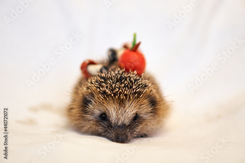 Hedgehog with mushrooms and apples. Toys and animals.