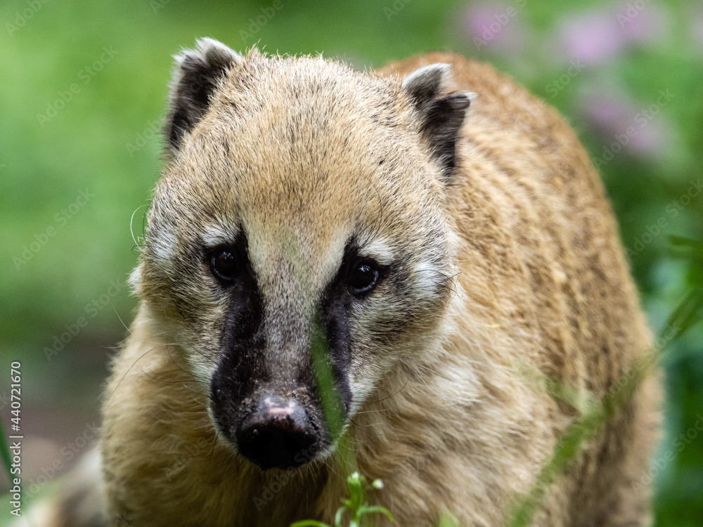 Obraz premium Nasenbär