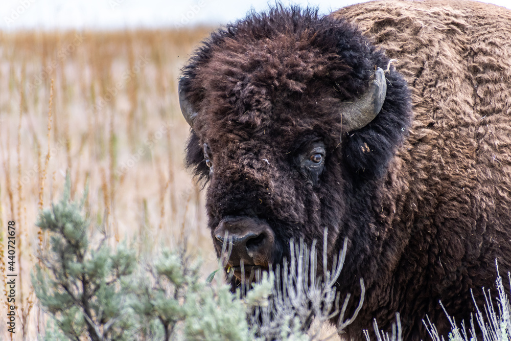 American Bison in the field of Antelope Island SP, Utah American Bison in the field of Antelope Island SP, Utah