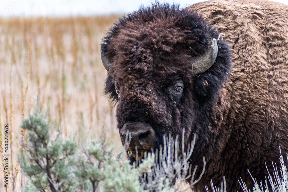 American Bison in the field of Antelope Island SP, Utah