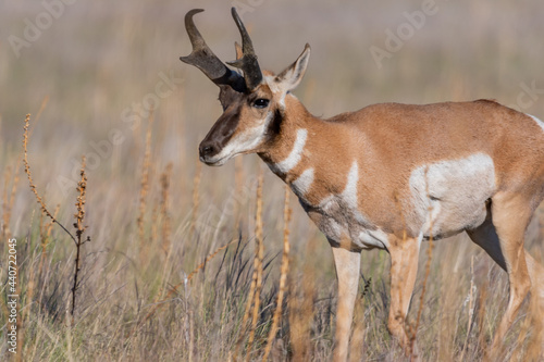 Pronghorn in the field of Antelope Island SP  Utah