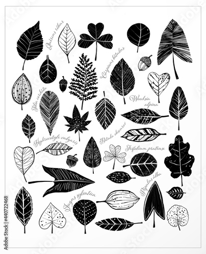 Poster with black and white doodle leaves and names of plants on white background.