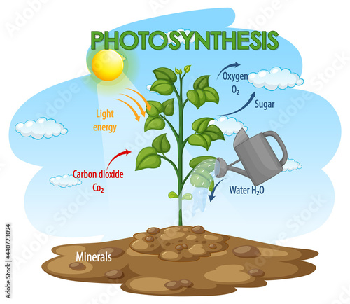 Diagram showing process of photosynthesis in plant