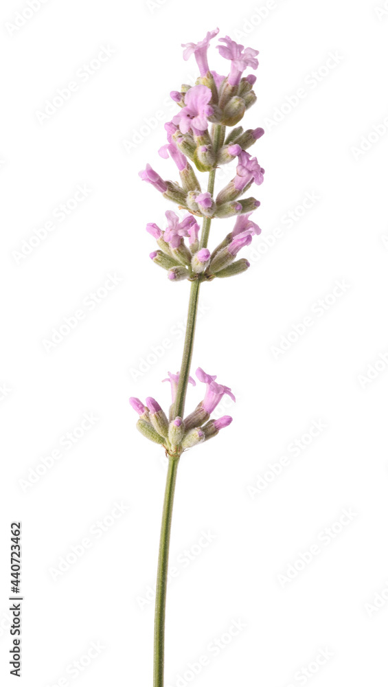Obraz premium Pink Lavender flower