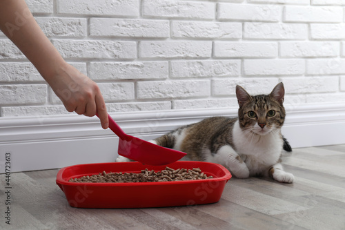 Woman cleaning cat litter tray at home, closeup