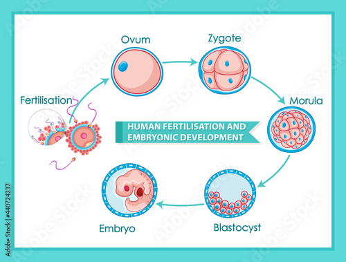 Human fertilisation and embryonic development diagram