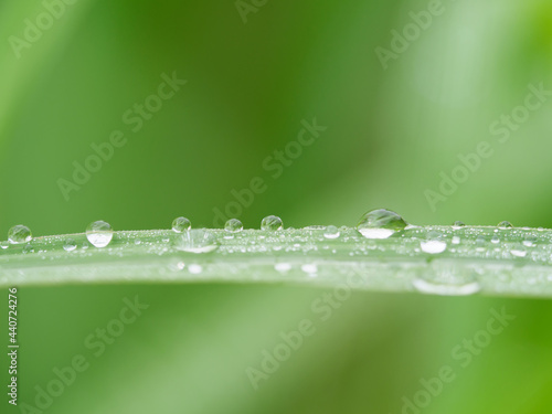 梅雨時の雨の雫