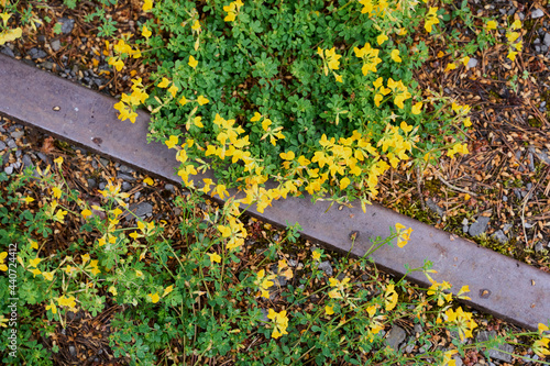 Lotus corniculatus by a railroad. photo