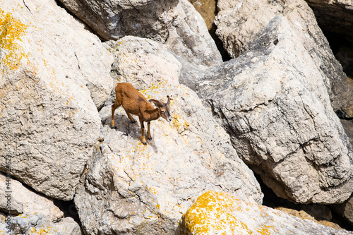 Tela Stunning view of a mouflon grazing on some granite rocks in Figarolo, Golfo Aranci, Sardinia, Italy