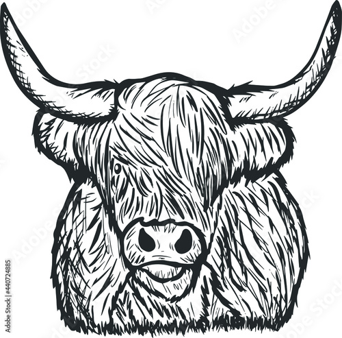 The Highland Cattle is a species of cow native to the Scottish Highlands and Scotland's Outer Hebrides island and has long horns and long hairy hair.