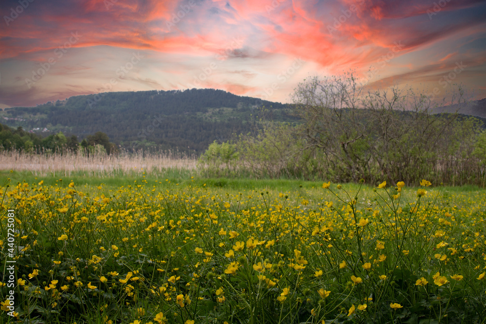 meadows full of wildflowers under the view of red sky. Bolu Abant National Park.