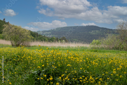 meadows full of wildflowers under a view of bright and partly cloudy sky. Bolu Abant National Park.