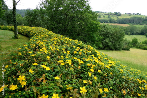 A bank of Hypericum calycinum aka Rose of Sharon, 
