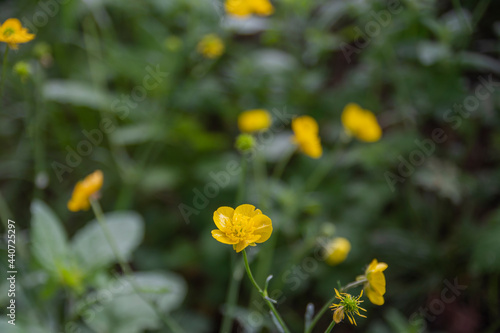 Wild flowers in Bolu  Abant national park. Meadow buttercup  Tall. Selective Focus Flower