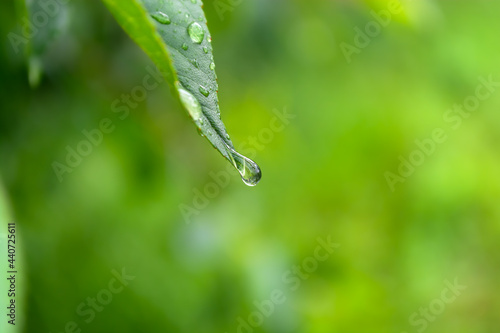 Green leaf of a tree with a hanging drop from the rain.