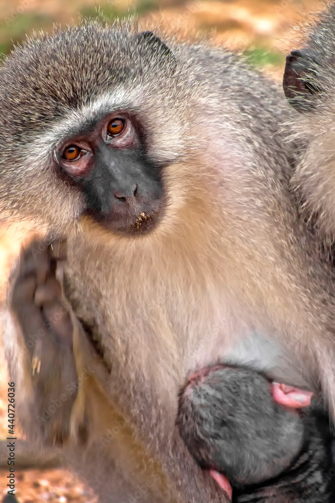 Vervet Monkey, Cercopithecus aethiops, Kruger National Park, South Africa, Africa