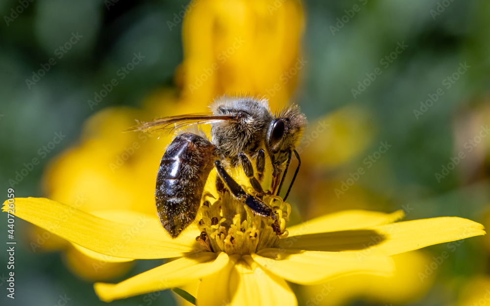 A honey bee collecting pollen at stamens in a flower. A bee working on a garden flower. A honey bee collecting pollen at stamens in a flower. A bee working on a garden flower.