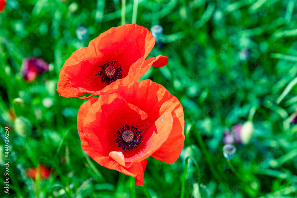Fototapeta premium red poppy flower