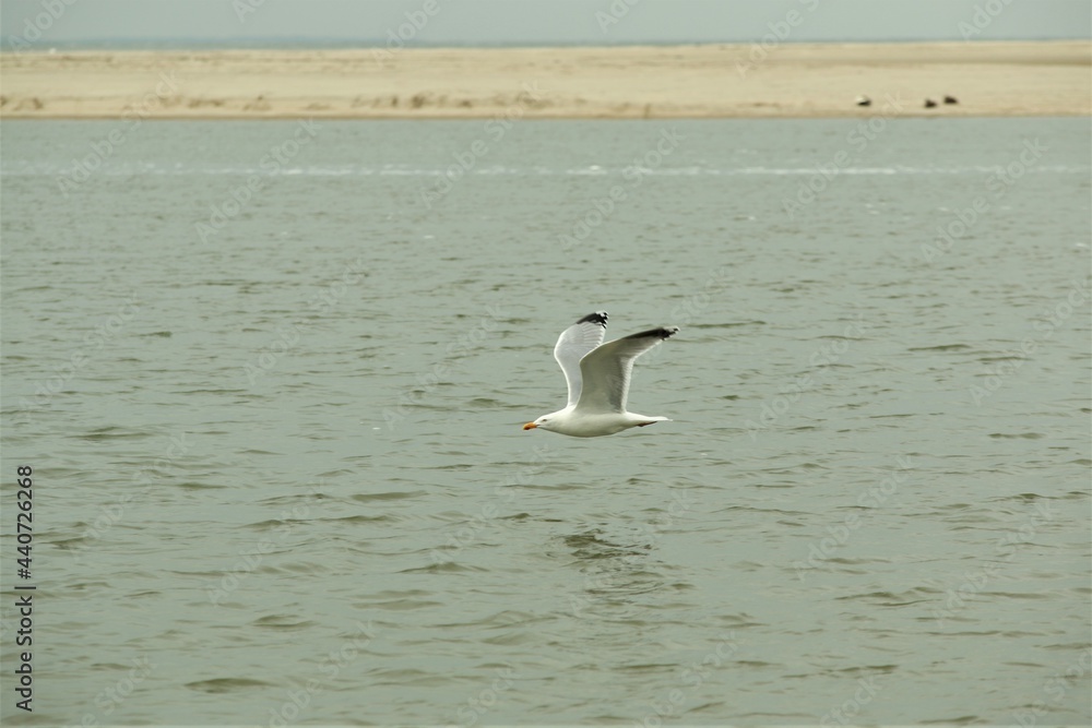 A seagull is flying above the water near a beach A seagull is flying above the water near a beach