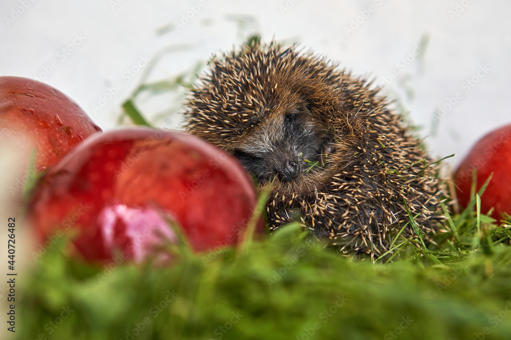 Obraz premium A hedgehog in red apples lies. curled up in a ball and lies on a stump in the grass. Small animal in the wild with place for text.