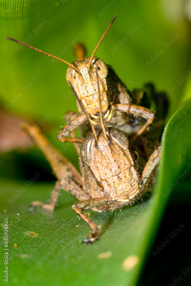 Tropical Grasshopper, Tropical Rainforest, Costa Rica, Central America, America Tropical Grasshopper, Tropical Rainforest, Costa Rica, Central America, America