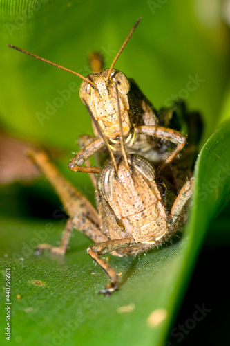 Tropical Grasshopper, Tropical Rainforest, Costa Rica, Central America, America