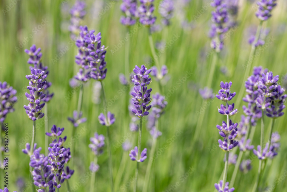 detail of violet blooming lavender plant detail of violet blooming lavender plant