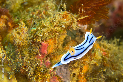 Sea Slug, Dorid Nudibranch, Elisabeth s Chromodoris, Chromodoris elisabethina, Coral Reef, Lembeh, North Sulawesi, Indonesia, Asia
