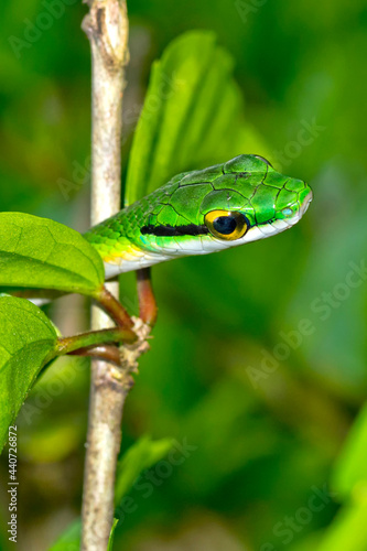 Parrot snake, Satiny Parrot Snake, Leptophis depressirostris, Tropical Rainforest, Corcovado National Park, Osa Conservation Area, Osa Peninsula, Costa Rica, Central America, America