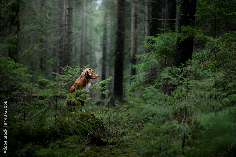 dog in the green forest. Nova Scotia Duck Tolling Retriever in nature among the trees. Walk with a pet
