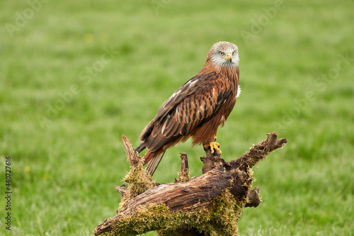 Obraz na płótnie Red kite, bird of prey portrait. The bird sits on a stump, looks straight into the camera w salonie