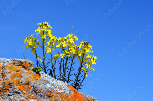 Erysimum gorbeanum is an en...