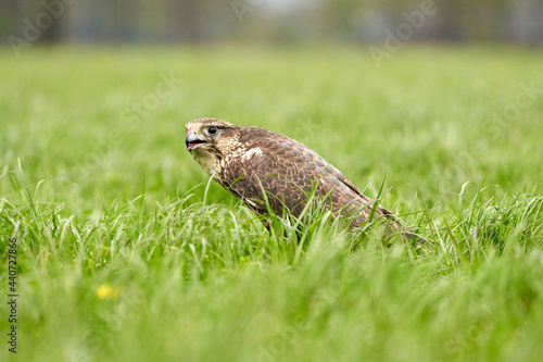 Close-up of a buzzard bird of prey head, beak open, Sits in the grass with blood in its beak photo