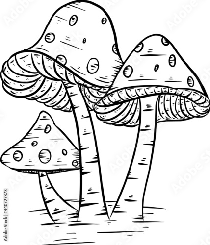 Fungi or fungi are plants that do not have chlorophyll so they are heterotrophic photo