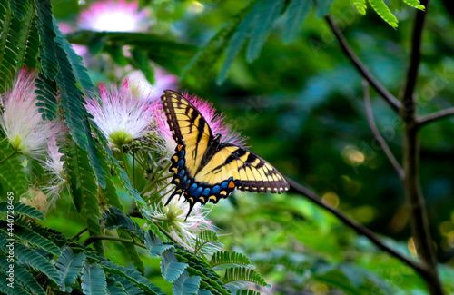 butterfly on a flower