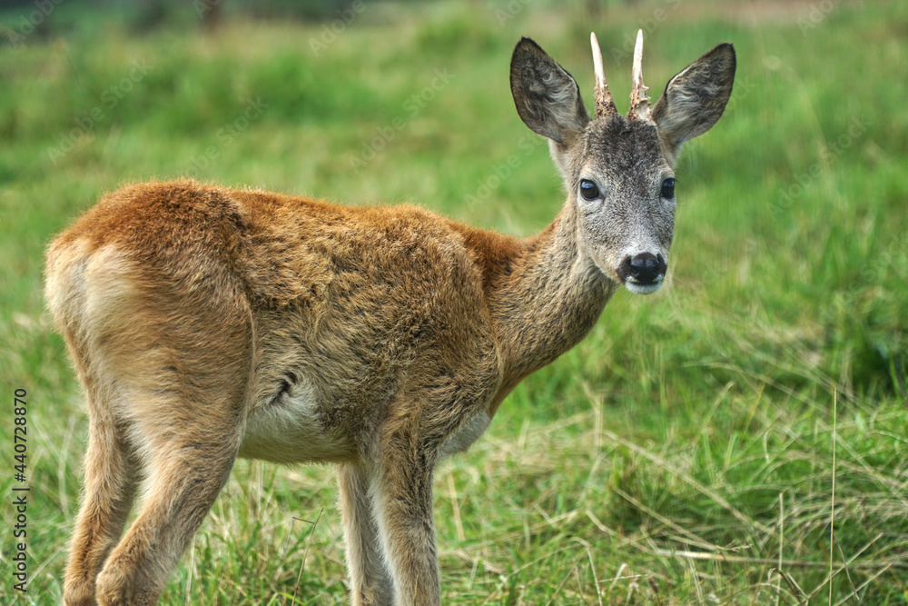 Spotted deer eating grass. A deer walks in the Park. A DOE walks in the forest. Spotted deer eating grass. A deer walks in the Park. A DOE walks in the forest.