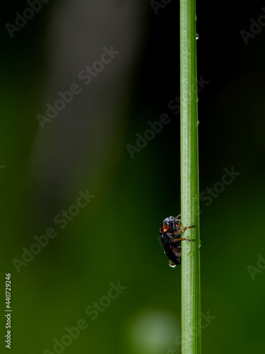 wildlife photo of a leaf beetle - Gastrophysa polygoni