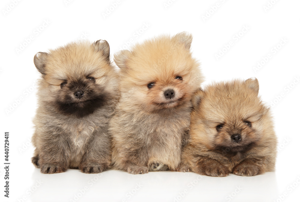 Pomeranian puppies on a white background