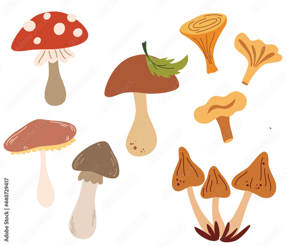 Set of different mushrooms. Types of Autumn Mushroom, Cep, chanterelle, honey agaric, oyster mushrooms, fly agaric. Design elements for postcards, banners, invitations, busines. Vector illustration.