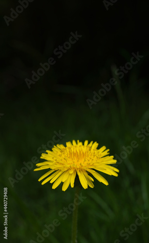 Beautiful flowers of dandelions blooming on the green meadow in on spring or summer time. Natural floral yellow on dark green background. Vertical Beauty of nature