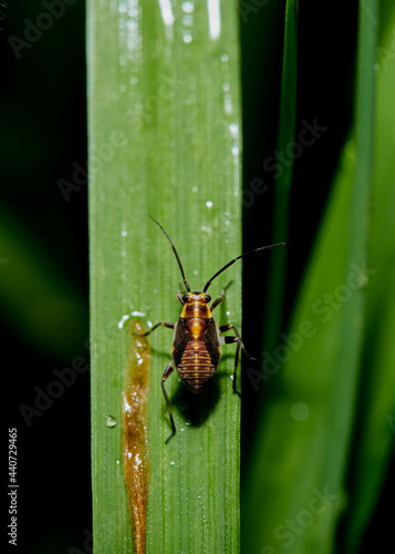 wildlife photo of a plant bug - Capsodes flavomarginatus