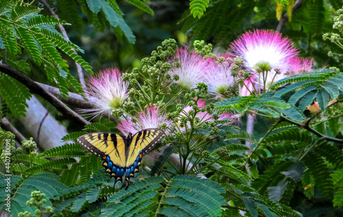butterfly on a flower