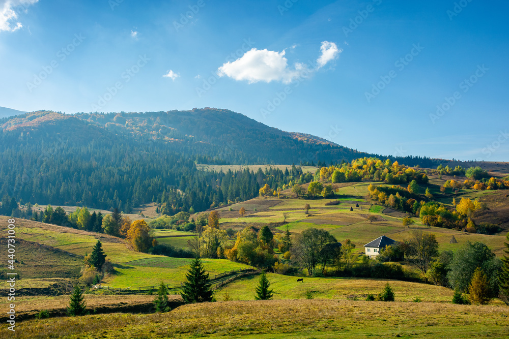 mountainous rural landscape in autumn. fields and trees on hills. carpathian countryside in evening light