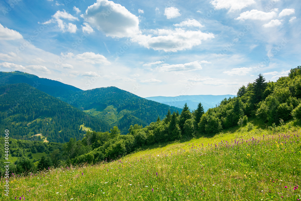 carpathian rural landscape in mountains. grass and herbs on the meadow, trees on the hills rolling down in to the valley. beautiful summer nature scenery on a sunny day with fluffy clouds on the sky